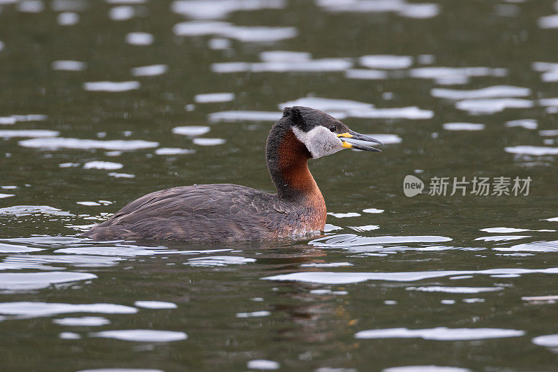 游泳和呼唤红颈鸊螈(Podiceps grisegena)